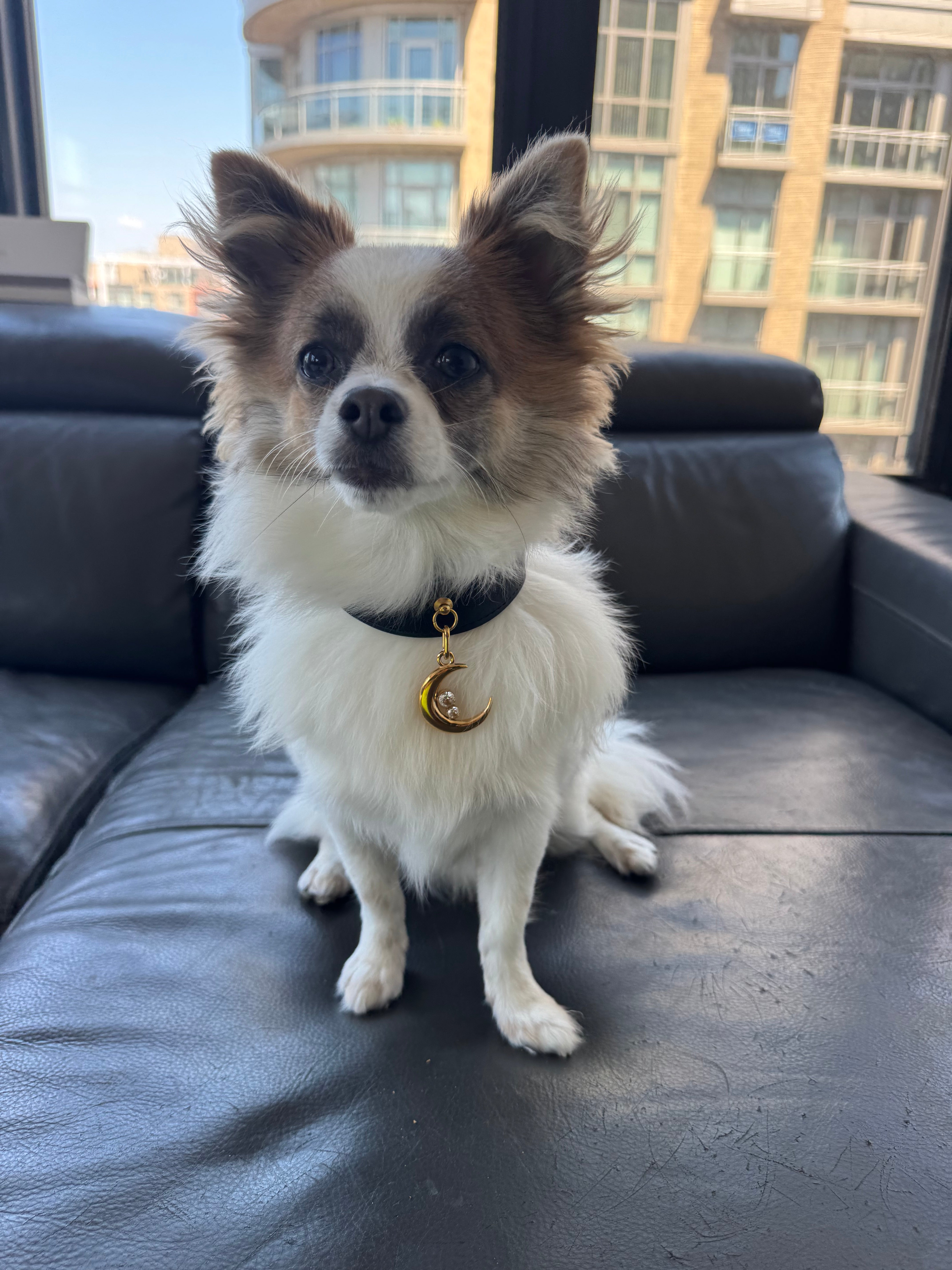 A cream dog wearing a beige leather collar