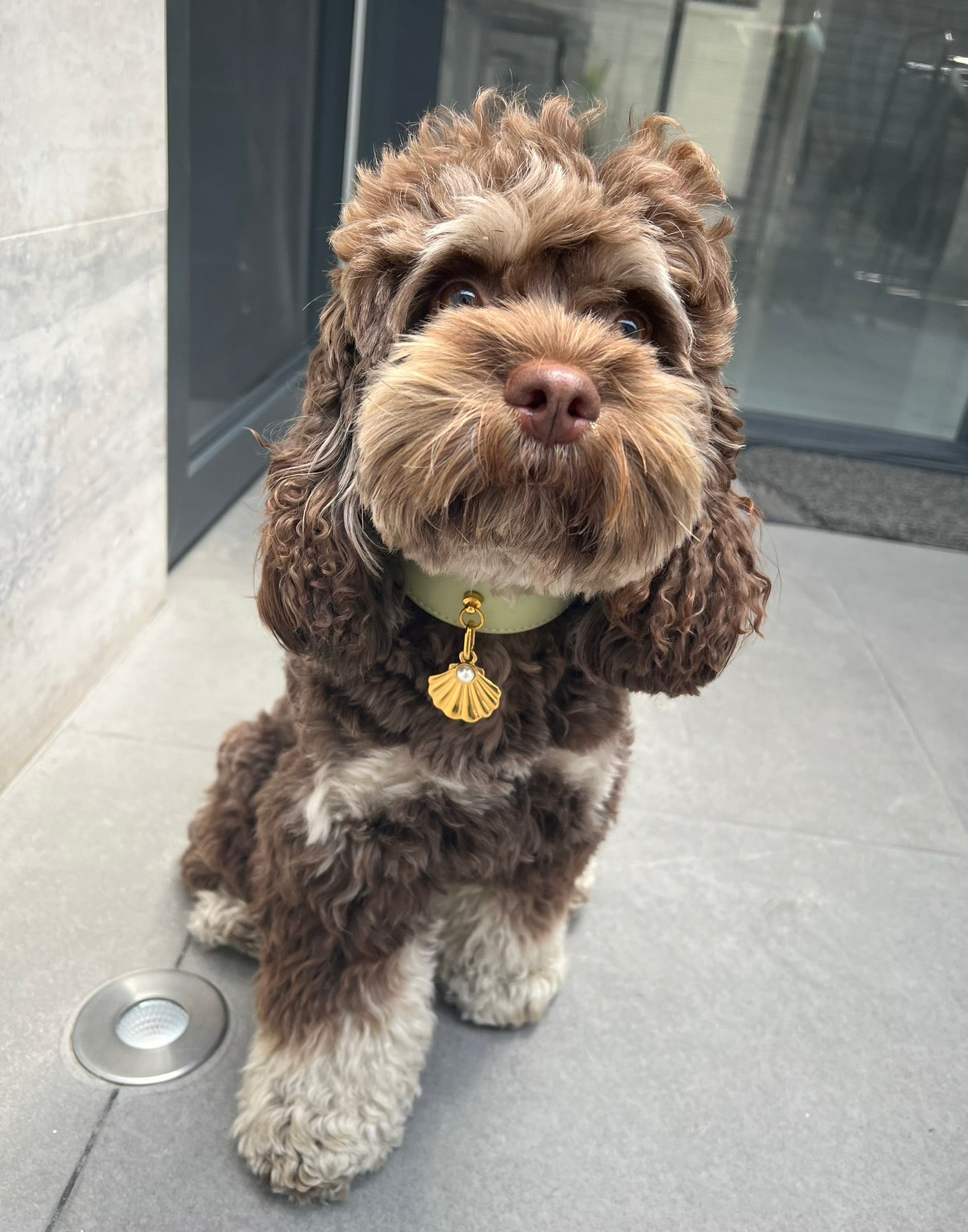 A customer's dog wearing a Tobey & Oliver collar