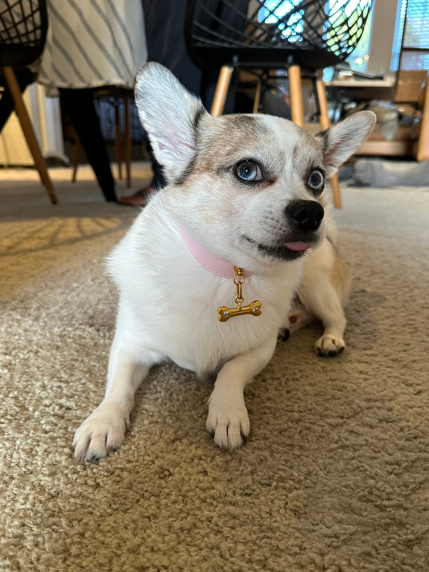 A pup at home in a leather collar