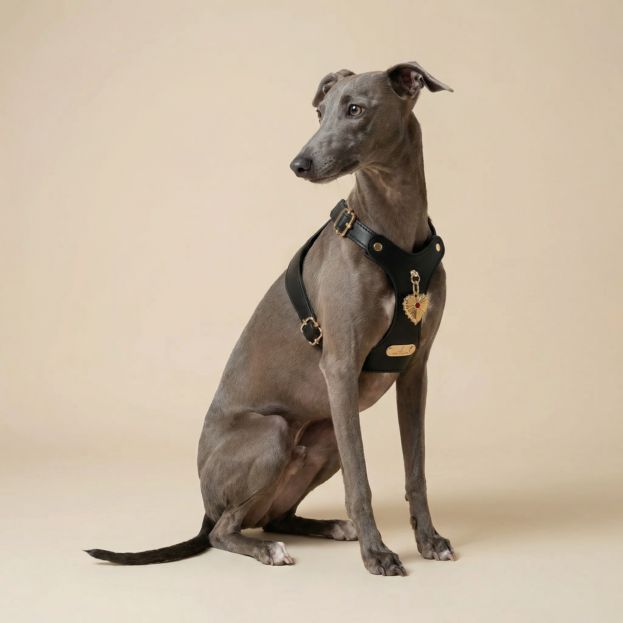 Tobey & Oliver black harness with a gold heart charm on a greyhound