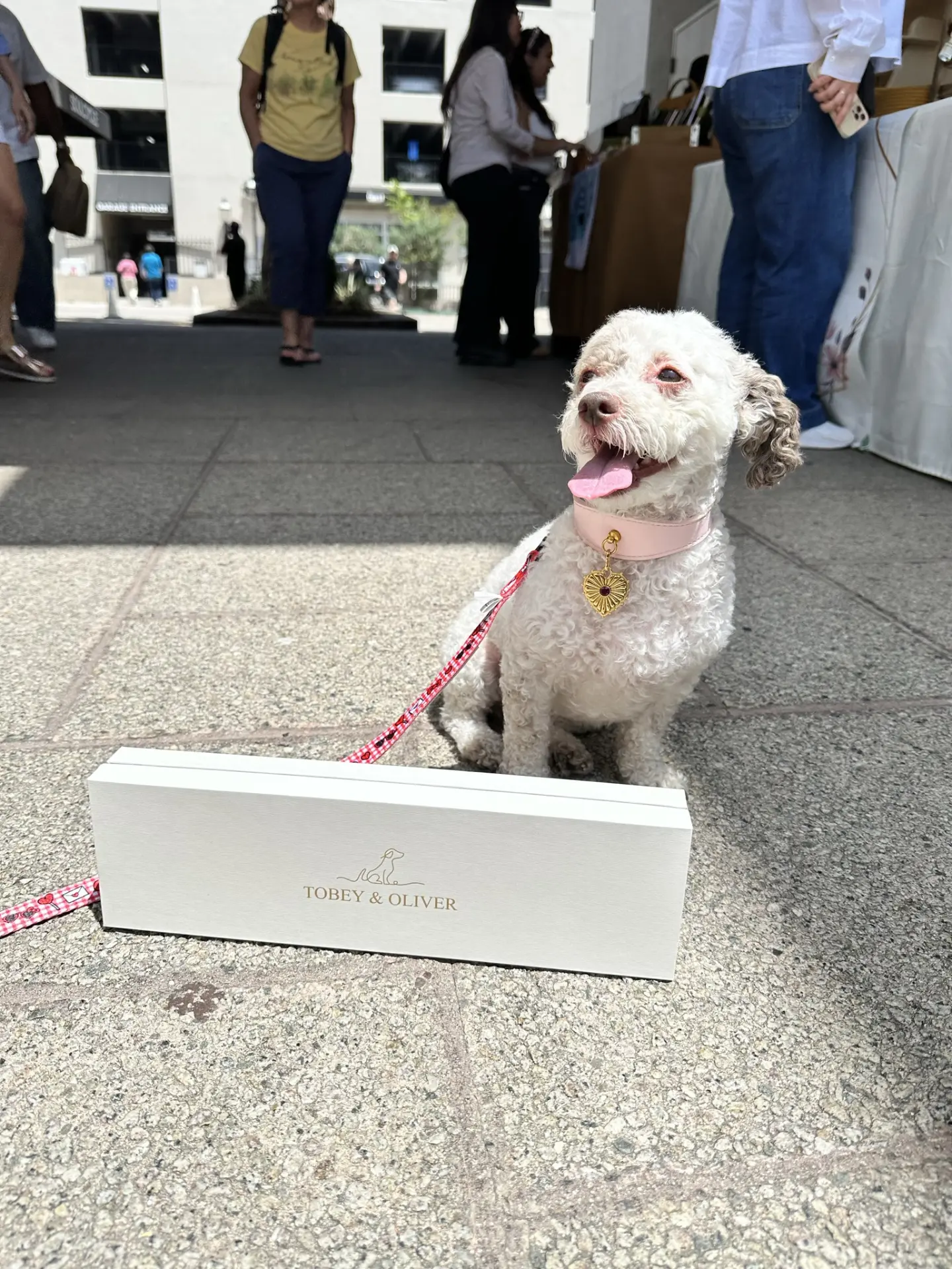 A white poodle in the pink Love Charm collar next to the Tobey & Oliver gift box
