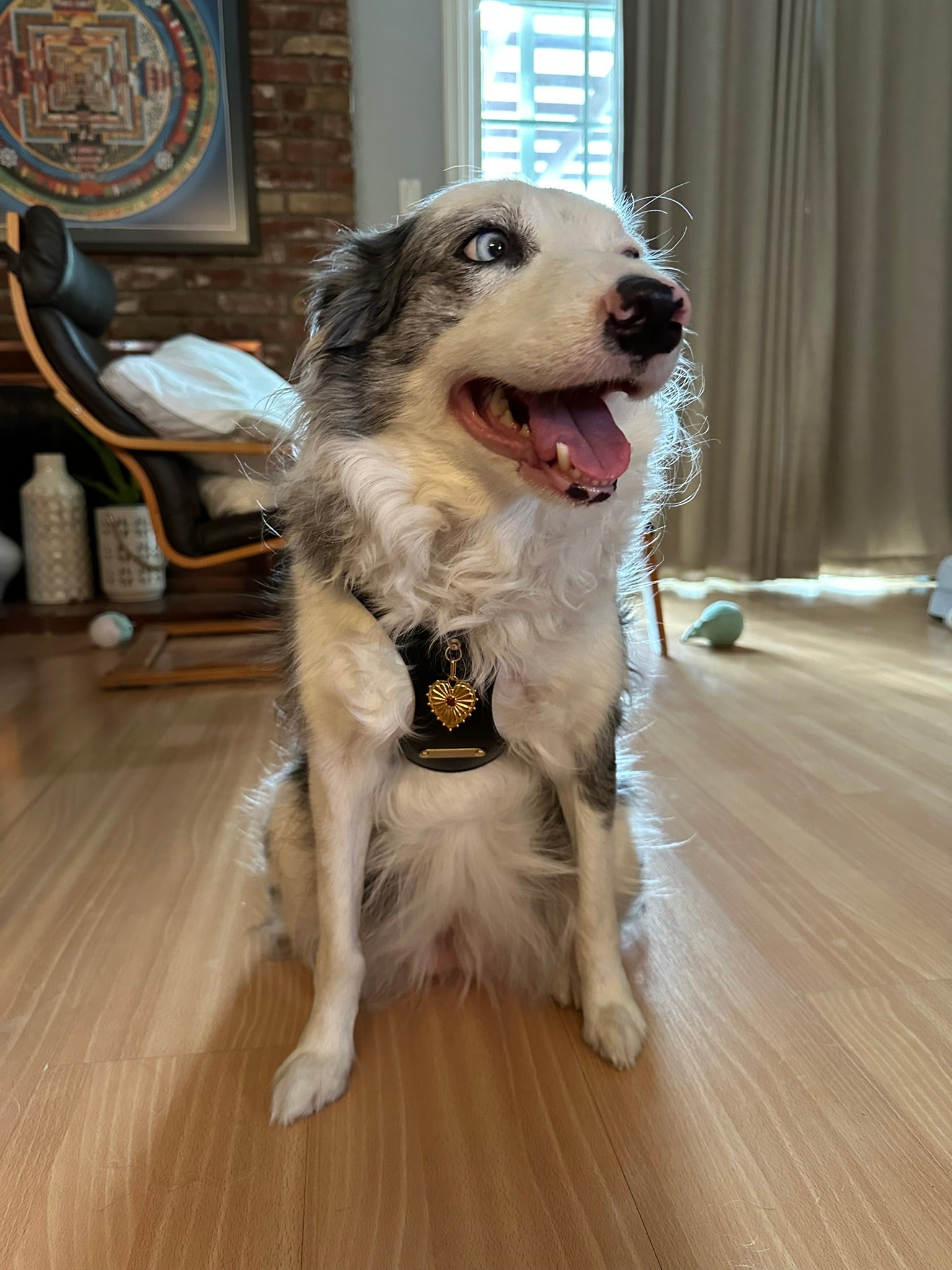 Dog posing in a Tobey & Oliver harness