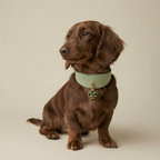 Lucky Pendant & Collar Set