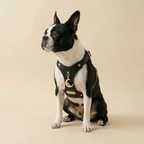 Luna Pendant & Harness Set